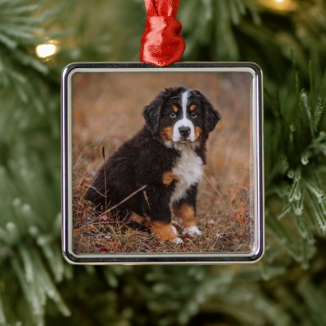 Niedliche Kleintiere | Bernese Mountain Dog Ornament Aus Metall (Baum)