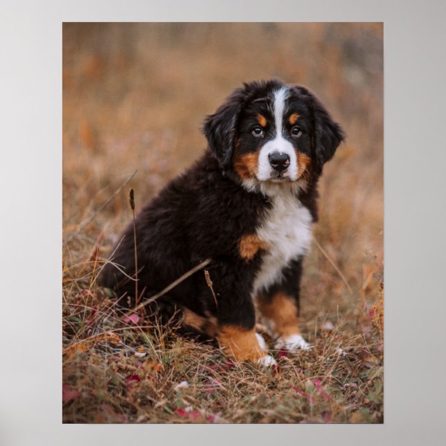 Niedliche Kleintiere | Bernese Mountain Dog Poster (Vorne)
