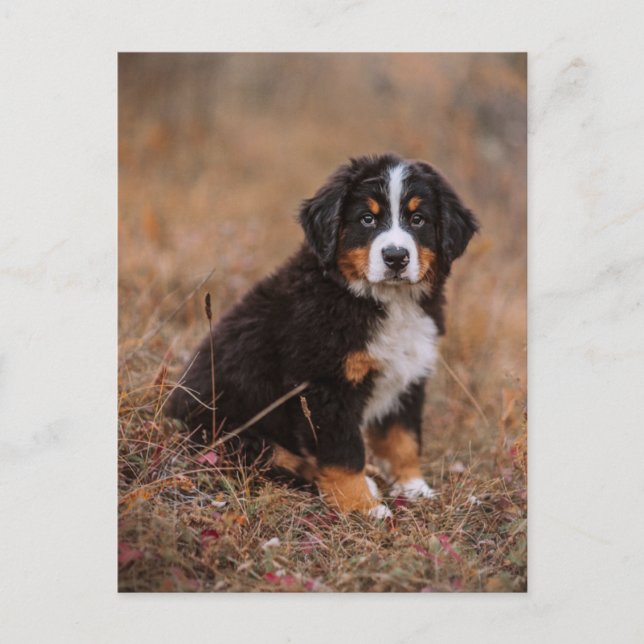 Niedliche Kleintiere | Bernese Mountain Dog Postkarte (Vorderseite)