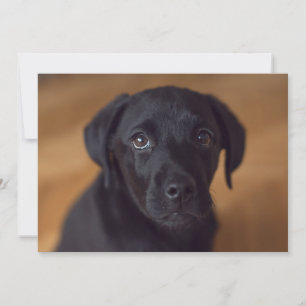 Niedliche Kleintiere Black Labrador Puppy Dankeskarte