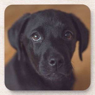 Niedliche Kleintiere Black Labrador Puppy Getränkeuntersetzer