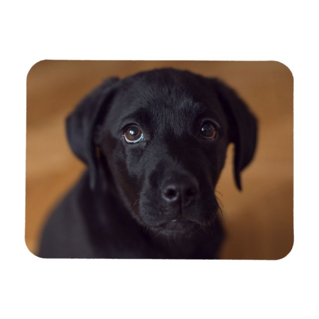 Niedliche Kleintiere | Black Labrador Puppy Magnet (Horizontal)