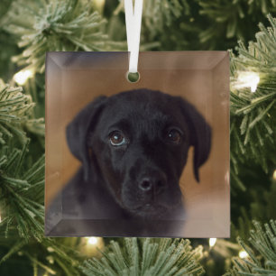 Niedliche Kleintiere   Black Labrador Puppy Ornament Aus Glas
