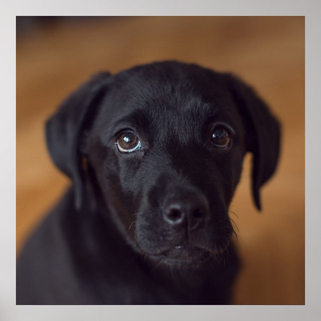 Niedliche Kleintiere | Black Labrador Puppy Poster (Vorne)