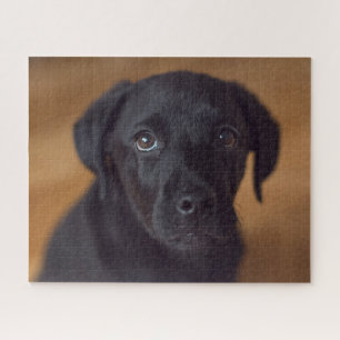Niedliche Kleintiere   Black Labrador Puppy Puzzle
