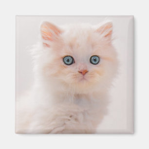 Niedliche Kleintiere   Blue Eye Kitten Magnet