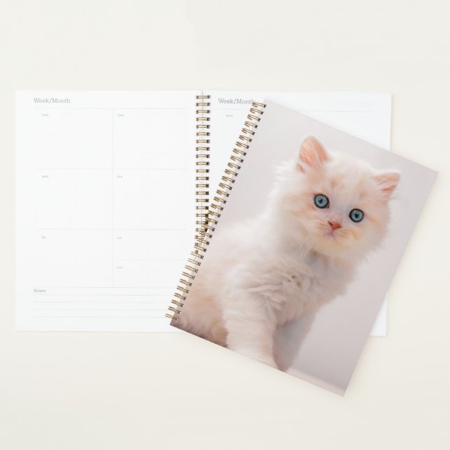 Niedliche Kleintiere | Blue Eye Kitten Planer (Anzeige)