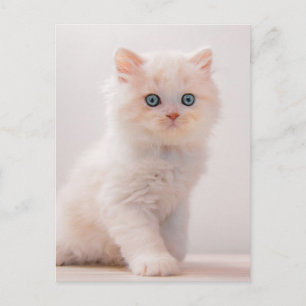 Niedliche Kleintiere Blue Eye Kitten Postkarte