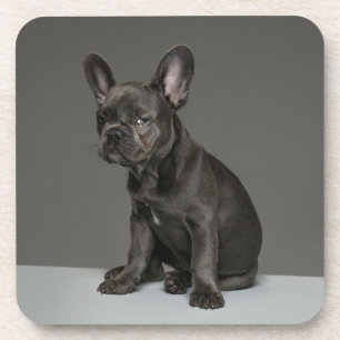 Niedliche Kleintiere   Blue French Bulldog Puppy Getränkeuntersetzer