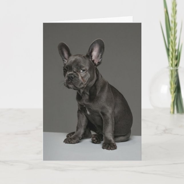 Niedliche Kleintiere | Blue French Bulldog Puppy Karte (Vorderseite)