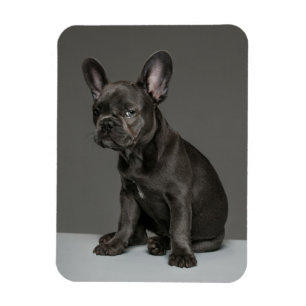 Niedliche Kleintiere   Blue French Bulldog Puppy Magnet