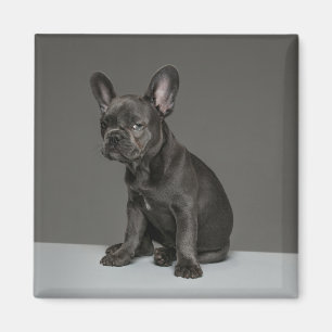 Niedliche Kleintiere   Blue French Bulldog Puppy Magnet