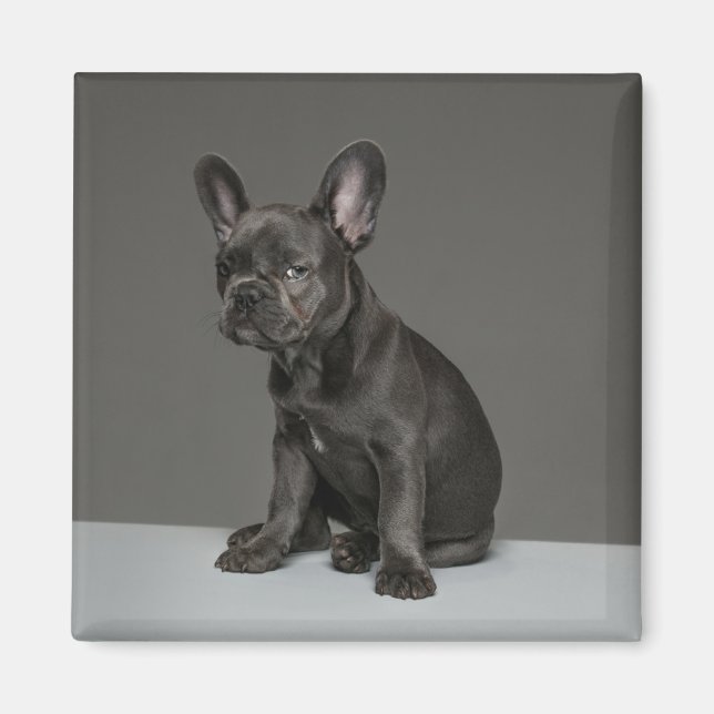 Niedliche Kleintiere | Blue French Bulldog Puppy Magnet (Vorne)
