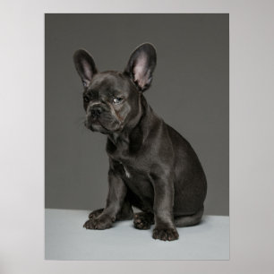 Niedliche Kleintiere Blue French Bulldog Puppy Poster