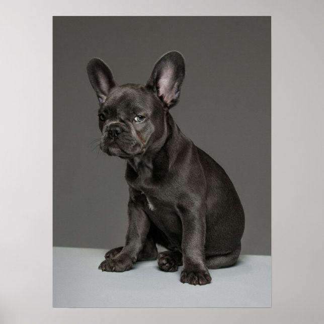 Niedliche Kleintiere | Blue French Bulldog Puppy Poster (Vorne)