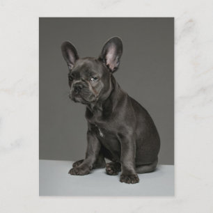 Niedliche Kleintiere Blue French Bulldog Puppy Postkarte