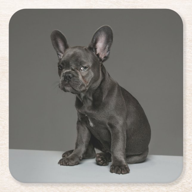 Niedliche Kleintiere | Blue French Bulldog Puppy Rechteckiger Pappuntersetzer (Vorderseite)