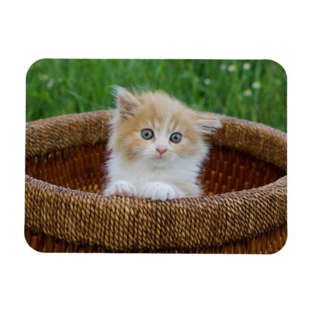 Niedliche Kleintiere | Blue Mit Augen Kitten Magnet (Horizontal)