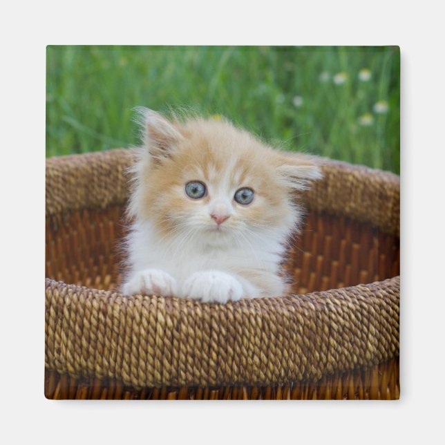 Niedliche Kleintiere | Blue Mit Augen Kitten Magnet (Vorne)