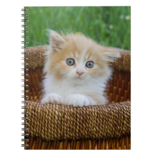 Niedliche Kleintiere Blue Mit Augen Kitten Notizblock