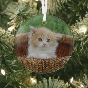 Niedliche Kleintiere Blue Mit Augen Kitten Ornament Aus Glas