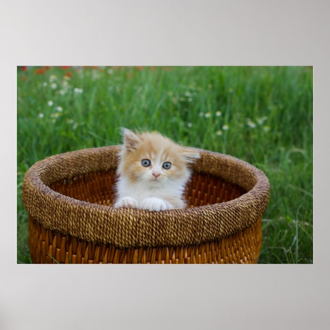 Niedliche Kleintiere | Blue Mit Augen Kitten Poster (Vorne)
