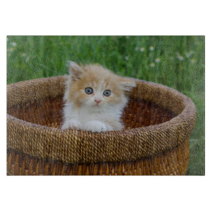 Niedliche Kleintiere Blue Mit Augen Kitten Schneidebrett