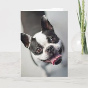 Niedliche Kleintiere Boston Bulldog Smile Karte