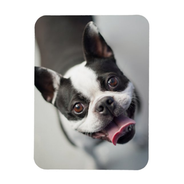 Niedliche Kleintiere | Boston Bulldog Smile Magnet (Vertikal)