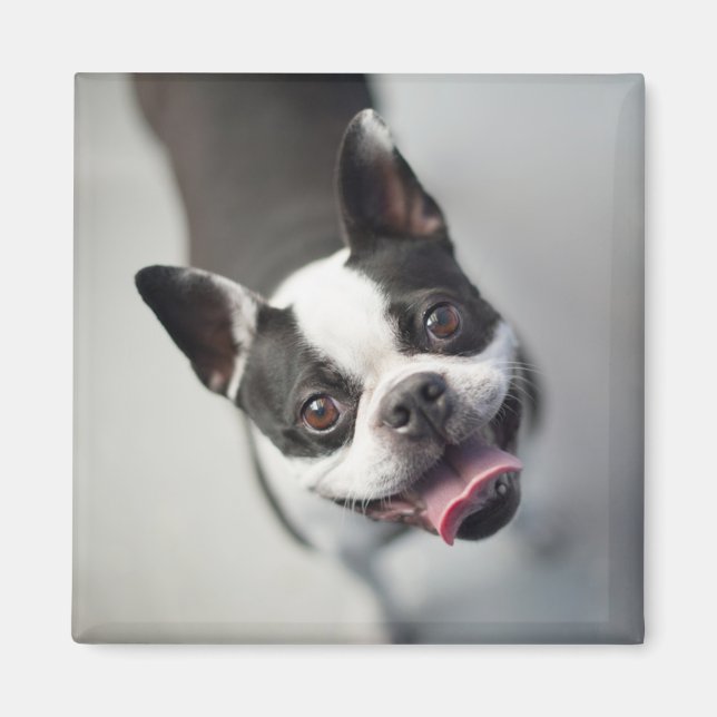 Niedliche Kleintiere | Boston Bulldog Smile Magnet (Vorne)