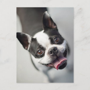 Niedliche Kleintiere   Boston Bulldog Smile Postkarte