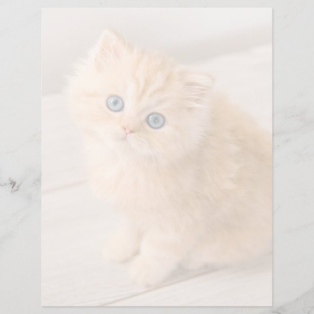 Niedliche Kleintiere | British Longhair Kitten (Vorderseite)