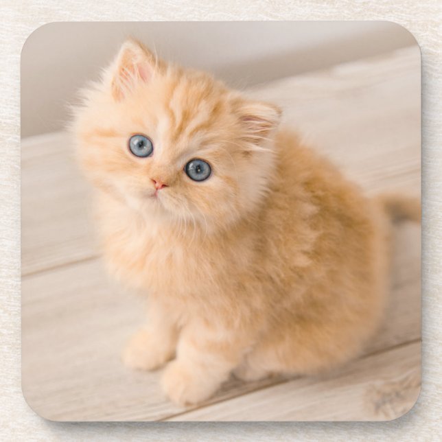 Niedliche Kleintiere | British Longhair Kitten Getränkeuntersetzer (Vorderseite)