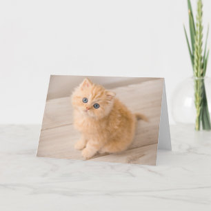 Niedliche Kleintiere British Longhair Kitten Karte