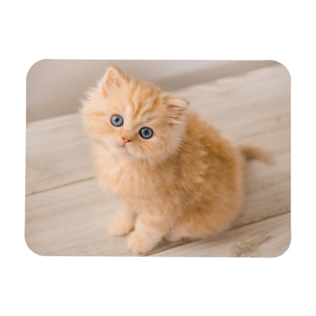 Niedliche Kleintiere | British Longhair Kitten Magnet (Horizontal)