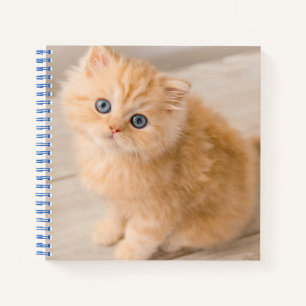 Niedliche Kleintiere British Longhair Kitten Notizbuch
