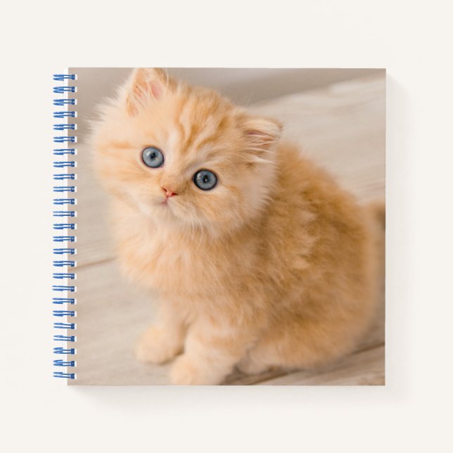 Niedliche Kleintiere | British Longhair Kitten Notizbuch (Vorderseite)