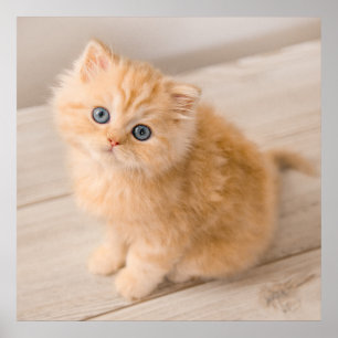 Niedliche Kleintiere   British Longhair Kitten Poster