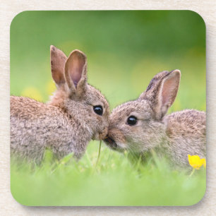 Niedliche Kleintiere Bunny Kiss Getränkeuntersetzer