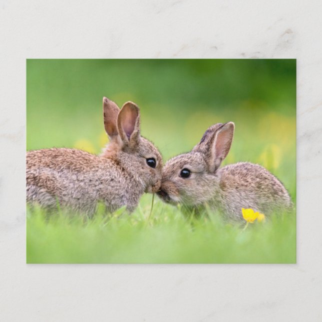 Niedliche Kleintiere | Bunny Kiss Postkarte (Vorderseite)
