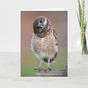 Niedliche Kleintiere   Burning Owl Owlet Karte