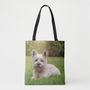 Niedliche Kleintiere   Cairn Terrier Dog