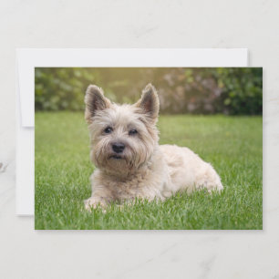 Niedliche Kleintiere   Cairn Terrier Dog Dankeskarte