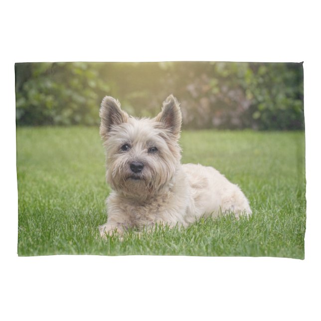 Niedliche Kleintiere | Cairn Terrier Dog Kissenbezug (Vorderseite)