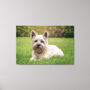 Niedliche Kleintiere Cairn Terrier Dog Leinwanddruck