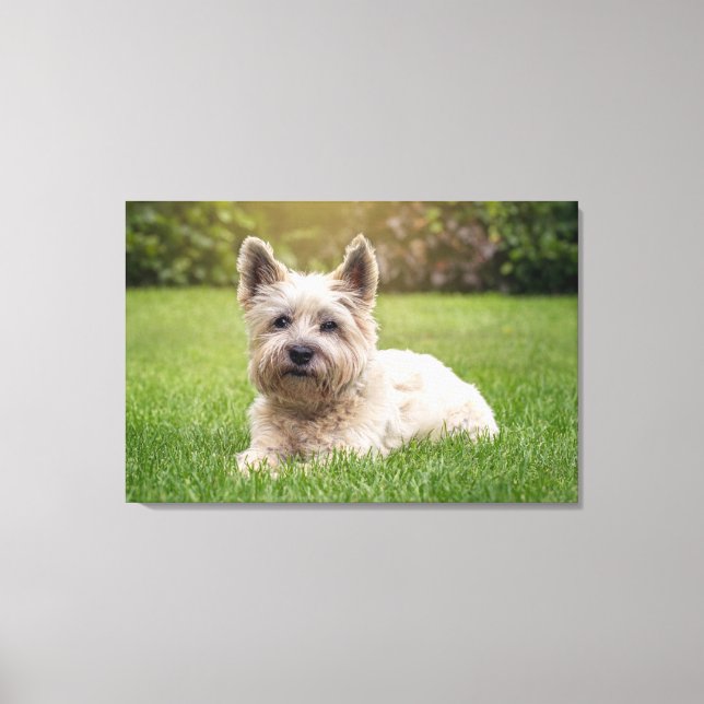 Niedliche Kleintiere | Cairn Terrier Dog Leinwanddruck (Vorderseite)