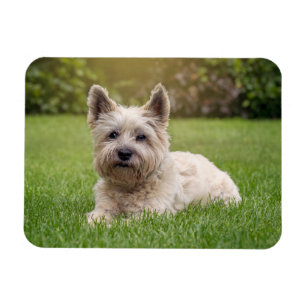 Niedliche Kleintiere   Cairn Terrier Dog Magnet