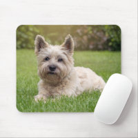 Niedliche Kleintiere | Cairn Terrier Dog