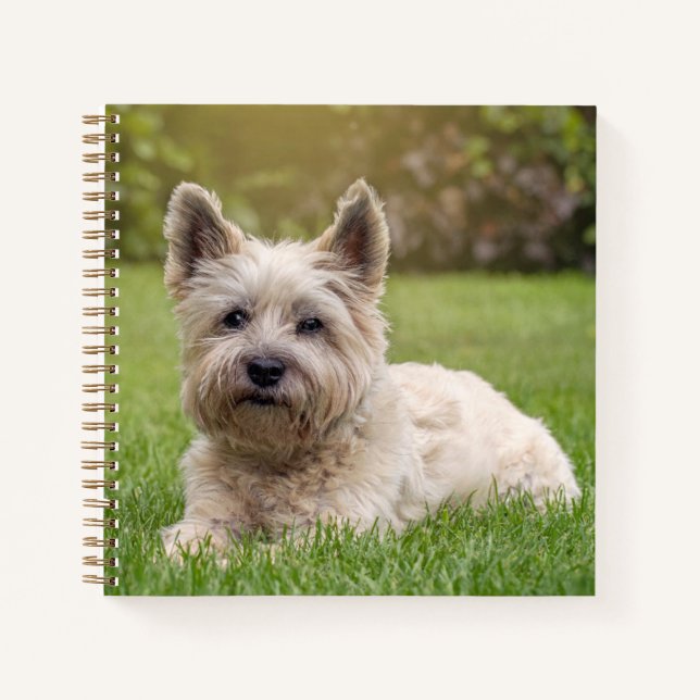 Niedliche Kleintiere | Cairn Terrier Dog Notizbuch (Vorderseite)