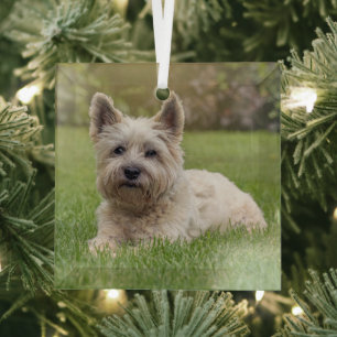 Niedliche Kleintiere Cairn Terrier Dog Ornament Aus Glas